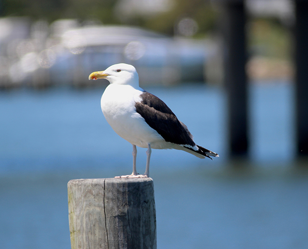 Identifying Gulls Lake Metroparks